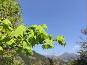 プランの魅力 ธรรมชาติ の画像