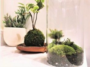 プランの魅力 为了回应每个人的声音，我们联合起来制作了“ moss balls”和“ moss terrariums”，它们是绿色室内空间的理想之选。 の画像