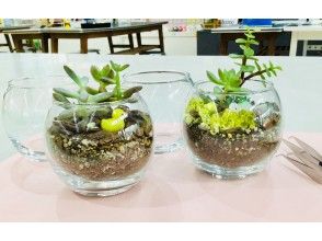 群馬県 榛東村 多肉植物の寄せ植え体験 お部屋を彩ろう 手ぶらでok アクセス良好 アクティビティジャパン 群馬県 榛東村 多肉植物の寄せ植え体験 お部屋を彩ろう 手ぶらでok アクセス良好 アクティビティジャパン
