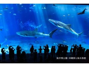 プランの魅力 Okinawa Churaumi Aquarium Ticket! の画像