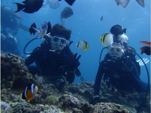 プランの魅力 Free feeding of fish の画像