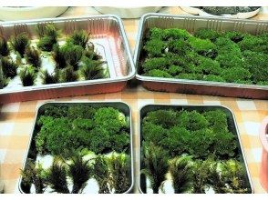 プランの魅力 苔はふわふわな自然苔 の画像