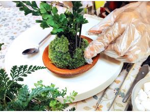 プランの魅力 楽しい苔玉づくり の画像
