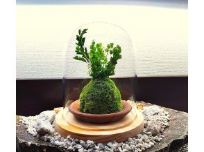 プランの魅力 苔は素敵なグリーンインテリア の画像