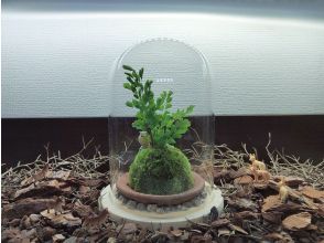 プランの魅力 苔は素敵なグリーンインテリア の画像