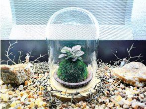 プランの魅力 手工製作的苔蘚球讓您有附著感☆ の画像