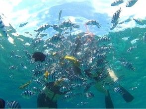 プランの魅力 Family / Couple Support] Boat Snorkeling の画像