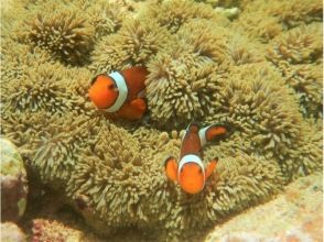 プランの魅力 Nemo の画像