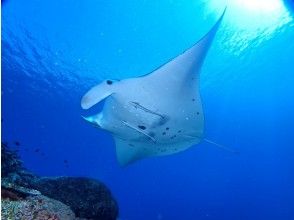 プランの魅力 360度パノラマの海で、水中の生き物を間近に見られます の画像