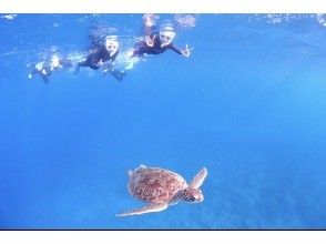 プランの魅力 Let's swim with sea turtles! の画像