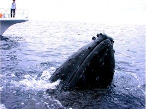 プランの魅力 Whale-watching service の画像