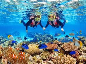 プランの魅力 熱帯魚と一緒に泳げます の画像