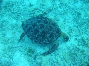 プランの魅力 Maybe you can meet sea turtles! の画像