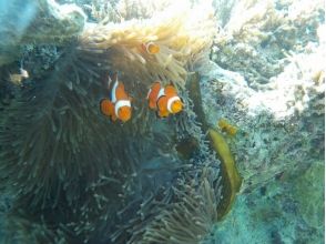 プランの魅力 您還可以在動漫電影中遇到熟悉的海葵魚！ の画像