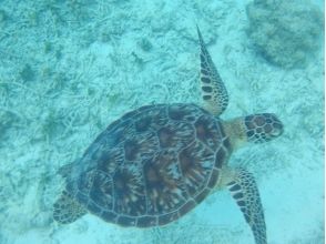 プランの魅力 Maybe you can meet sea turtles! の画像