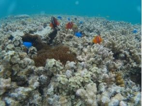 プランの魅力 登陆您最喜欢的岛屿后，您可以自由地度过时光 の画像