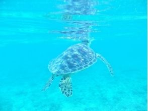 プランの魅力 Sometimes you may meet a turtle の画像