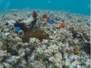 プランの魅力 登陸您最喜歡的島嶼後，您可以自由地度過時光 の画像