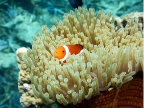 プランの魅力 银莲花鱼等各种各样的生物在海中优雅地游泳 の画像