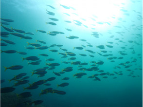 プランの魅力 美しい魚群 の画像