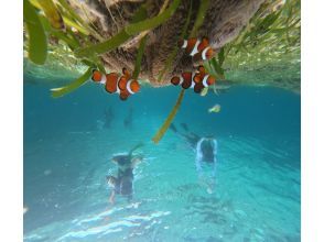 プランの魅力 カクレクマノミ の画像