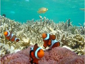 プランの魅力 海の中の世界に魅了 の画像