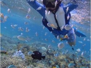 プランの魅力 Tropical fish watching の画像