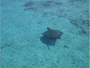 プランの魅力 道中には海ガメも! の画像