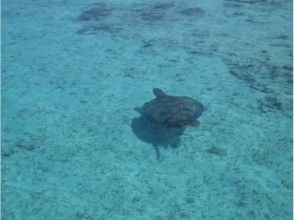 プランの魅力 一路上的海龜！ の画像