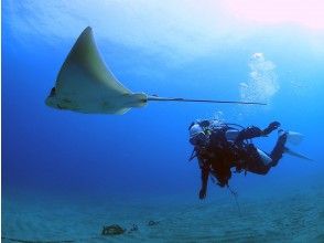 プランの魅力 どんな生物に出会えるか？ の画像