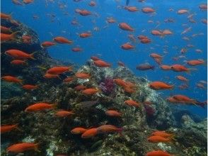 プランの魅力 Fish paradise, Hatsushima! の画像