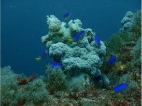 プランの魅力 Tropical fish ♪ の画像