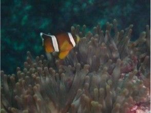 プランの魅力 クマノミ登場♪ の画像