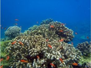 プランの魅力 魚 の画像