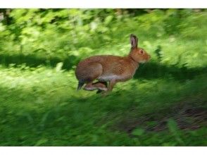 プランの魅力 さまざまな動物たちが姿を出すことも の画像