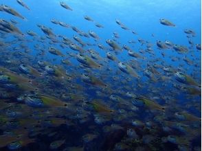 プランの魅力 魚たちの群れ！ の画像