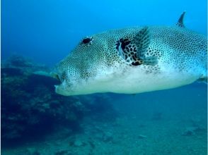 プランの魅力 魚 の画像