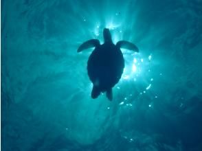 プランの魅力 ウミガメ観察機会あり の画像