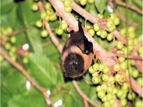 プランの魅力 你也許能遇到平常看不到的生物★ の画像