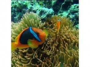 プランの魅力 A lot of beautiful tropical fish の画像