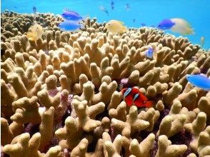 プランの魅力 水中はカラフルなサンゴや魚がいっぱい の画像