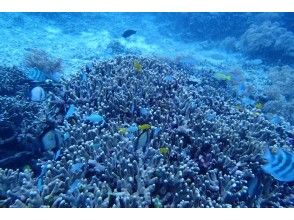 プランの魅力 透き通ってる海 の画像