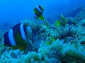 プランの魅力 小魚 の画像