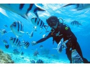 プランの魅力 먹이 무료 서비스 の画像