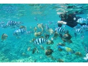 プランの魅力 お魚への餌付けサービス の画像