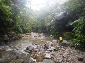 プランの魅力 I will go up the river that flows through the forest of Yanbaru の画像