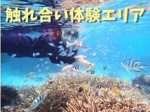 プランの魅力 Experience interacting with fish の画像