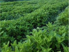 プランの魅力 藍染めの原料となる蓼藍草 の画像