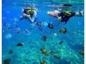 プランの魅力 让我们在近海浮潜玩鱼 の画像