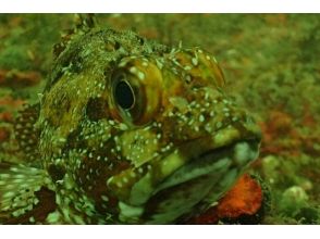 プランの魅力 3つの海流が流れ込むので様々な魚たちにも会えます の画像